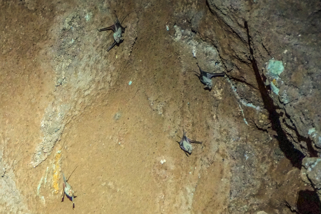 brodawkonos mały (Rhinopoma hardwickii) Jaskinia solna. Wyspa Qeshm. Iran