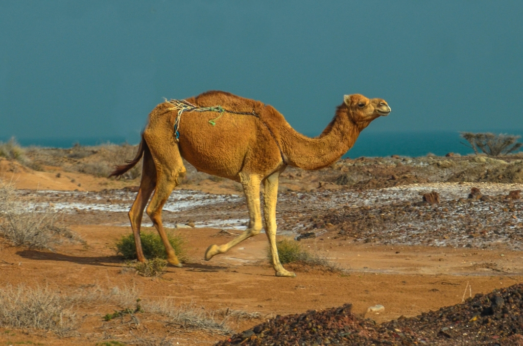 Wielbłąd jednogarbny, czyli dromader (Camelus dromedarius)