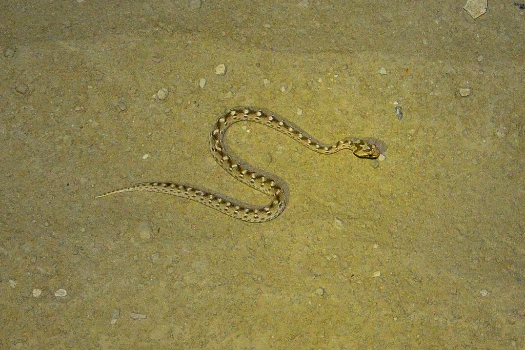 Wąż efa piaskowa (Echis carinatus)
