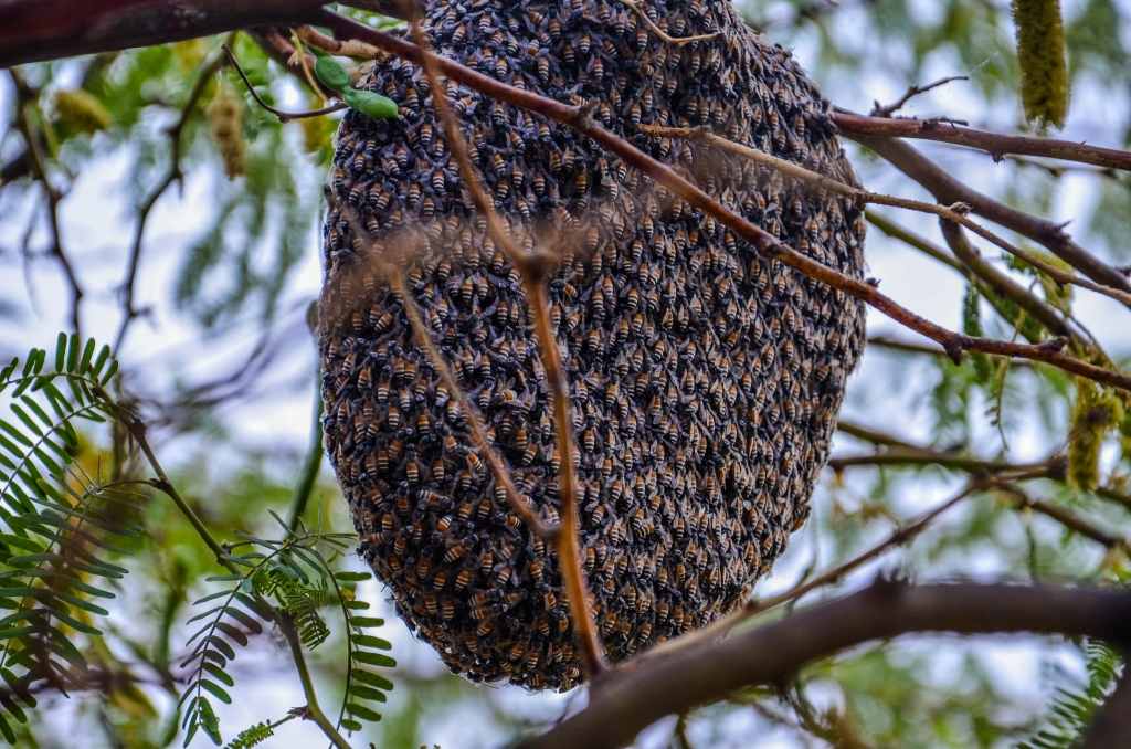 gniazdo pszczoły karłowatej (Apis florea)
