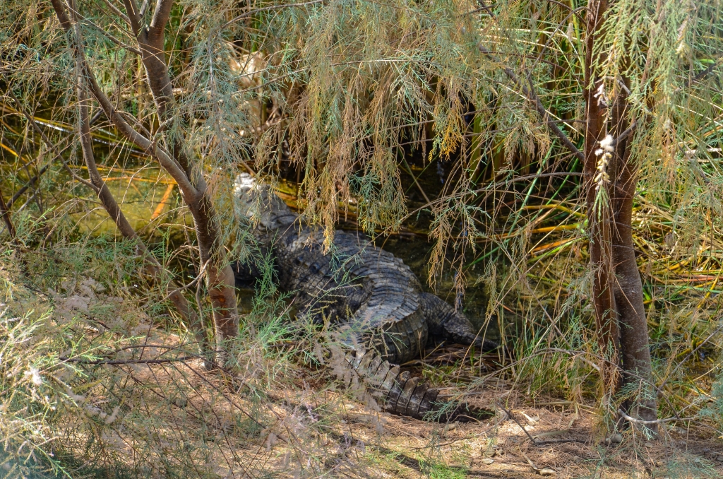 krokodyle błotne (Crocodylus palustris). Rzeki i rozlewiska okolic Czabaharu są naturalnym siedliskiem, charakterystycznego dla subkontynentu indyjskiego, gatunku krokodyla. Jest on tutaj nazywany gando. Na terytorium Iranu szacuje się jego dziką populację na około 200 osobników.
