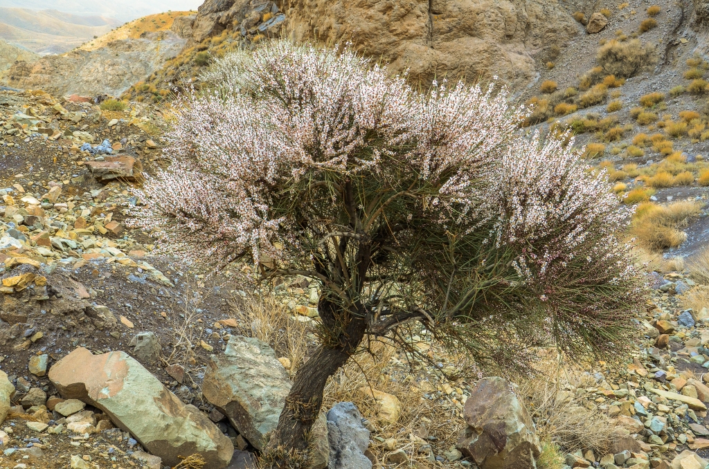 Wokół kwitną dzikie migdałowce z gatunku Prunus scoparia. Migdałowce wcześnie zakwitają, stąd w starożytności określano je jako “drzewa czuwające”