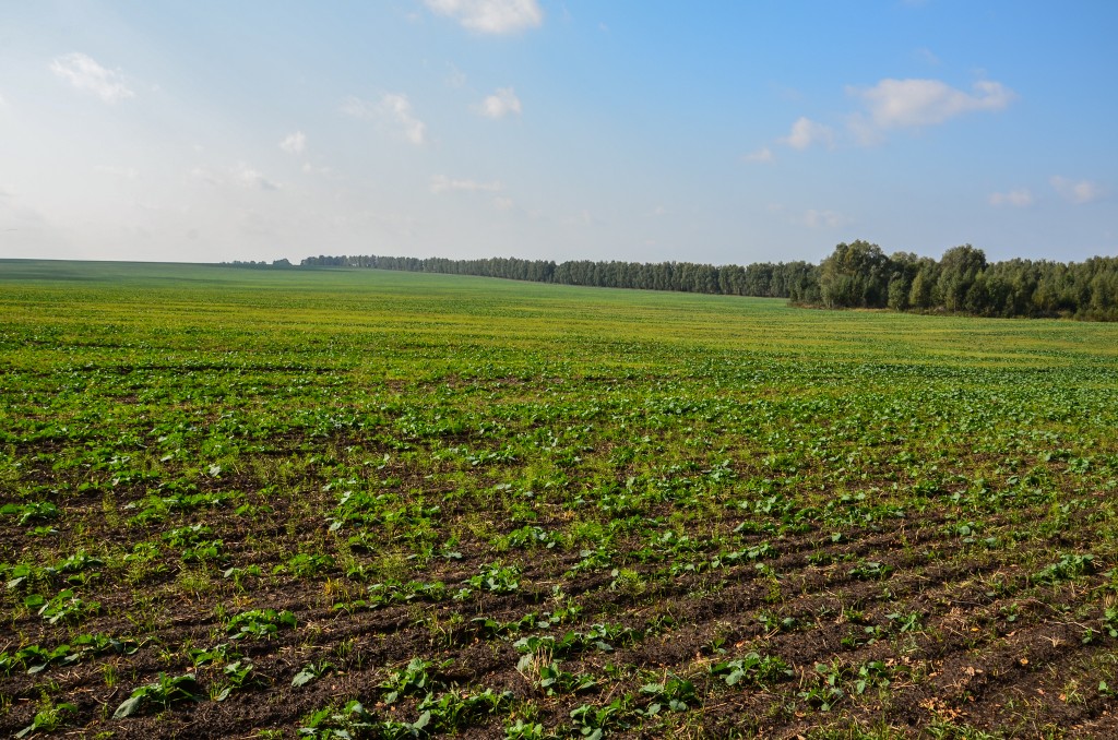 Obszar tzw. "Centralnego Czarnoziemu" – południowych regionów Rosji. Mijamy nie kończące się pola urodzajnej ziemi. Ciągnące się pasem od Ukrainy za Ural do centralnej Syberii obszary występowania czarnoziemu są największymi na świecie.