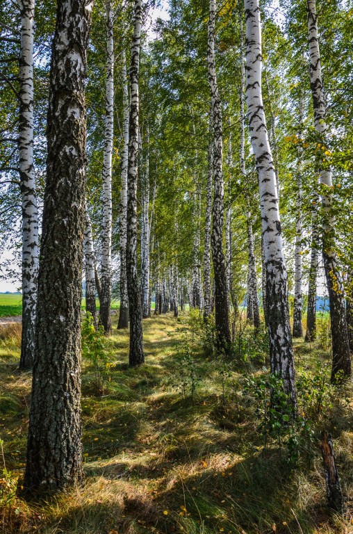 Brzozowy zagajnik Rosja