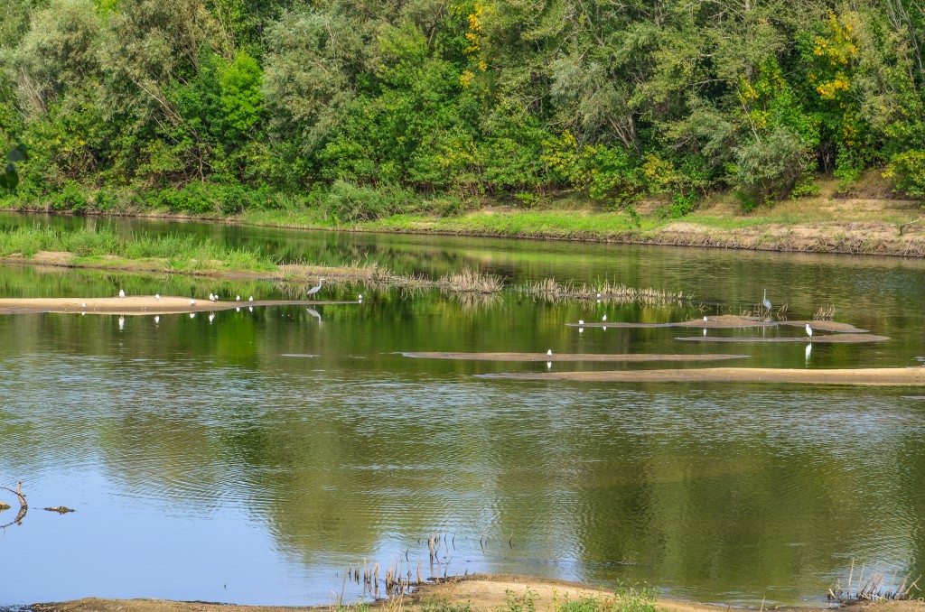 Ptaki nad Wołgą