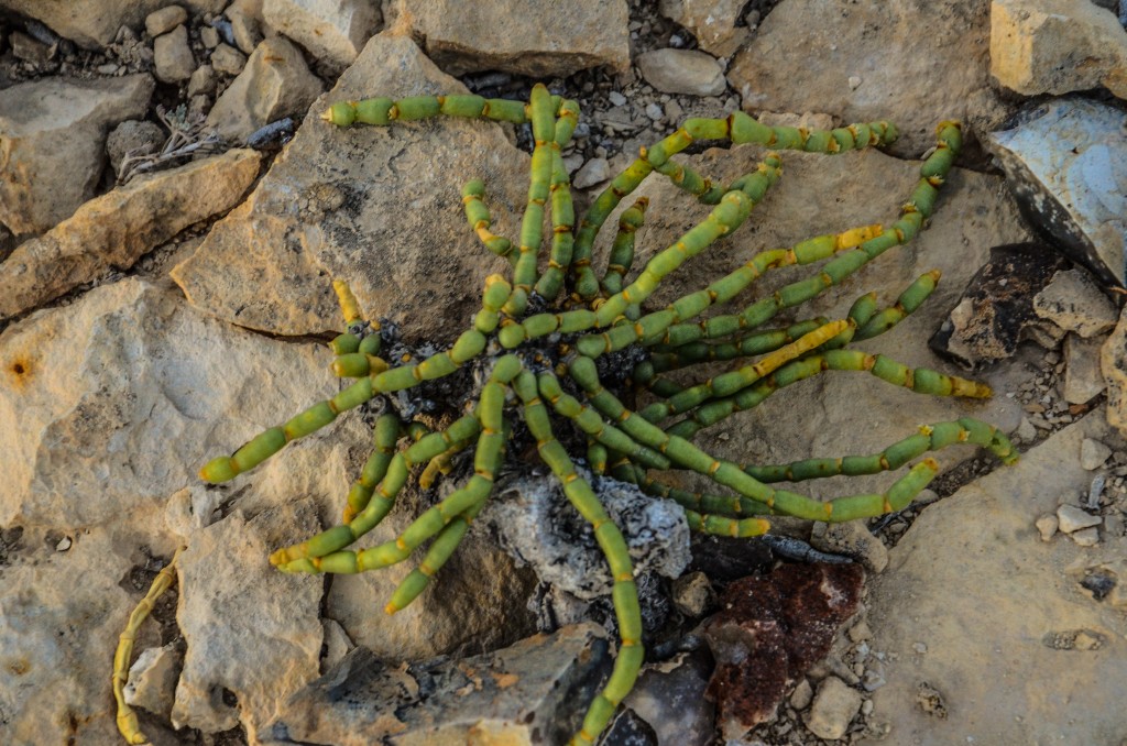 Anabasis truncata
