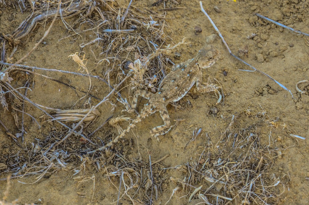 Agama stepowa (Trapelus sanguinolentus).