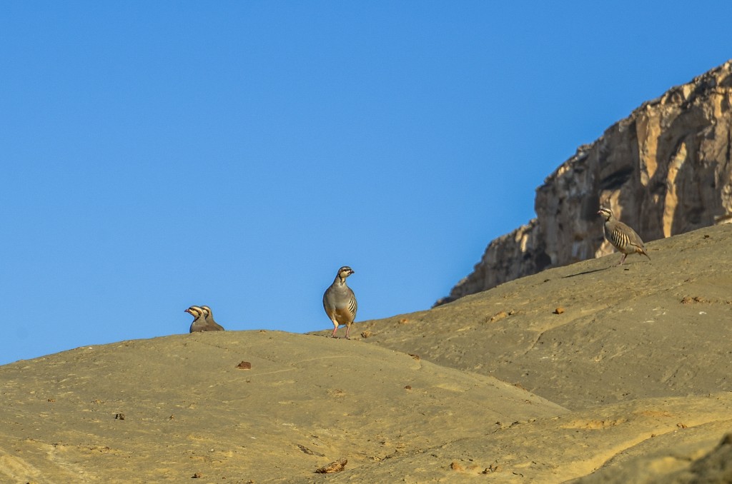 Ciekawska Góropatwa azjatycka (Alectoris chukar).
