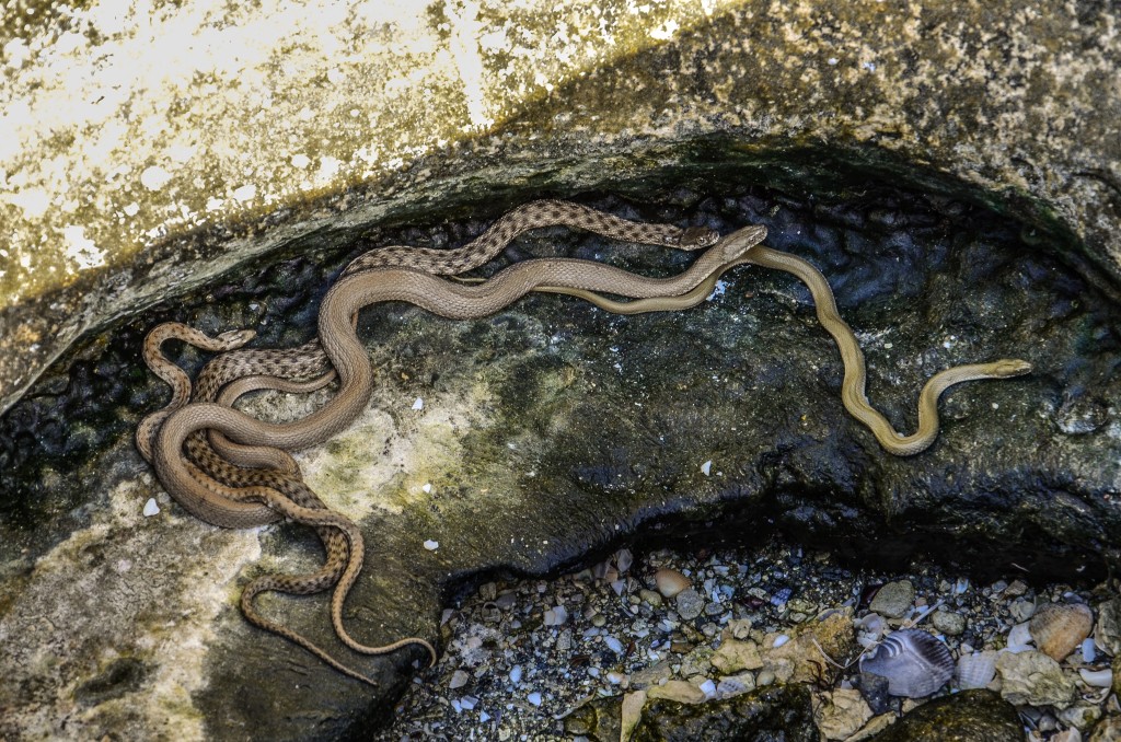 zaskrońce rybołowy (Natrix tessellata) i połozy kaspijskie (Dolichophis caspius)
