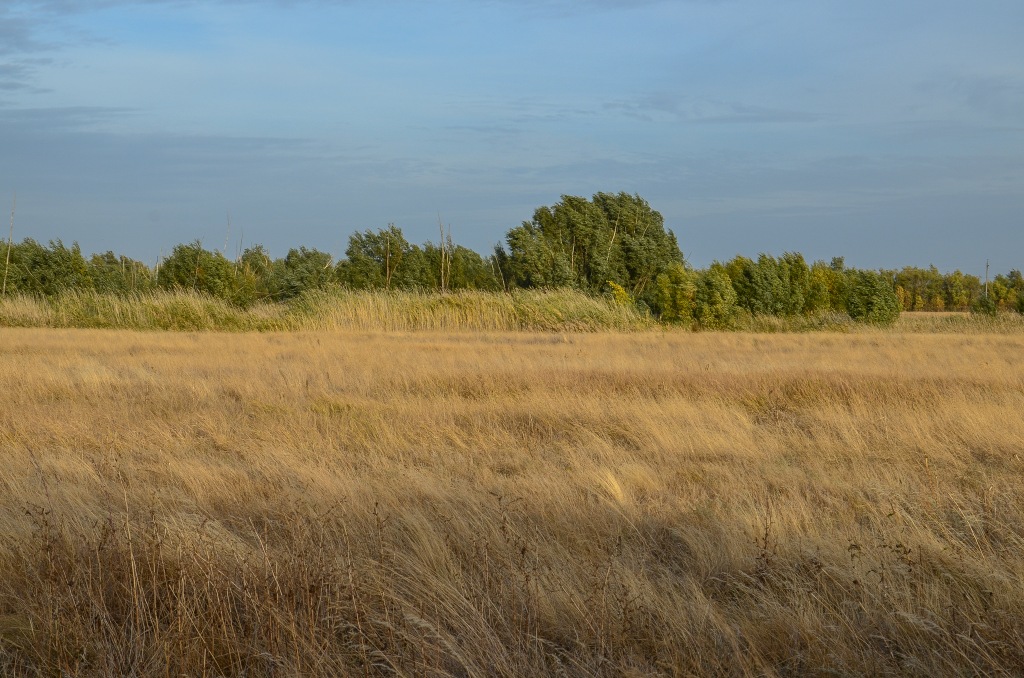 stepowe tereny tzw. „równiny syrtowej”