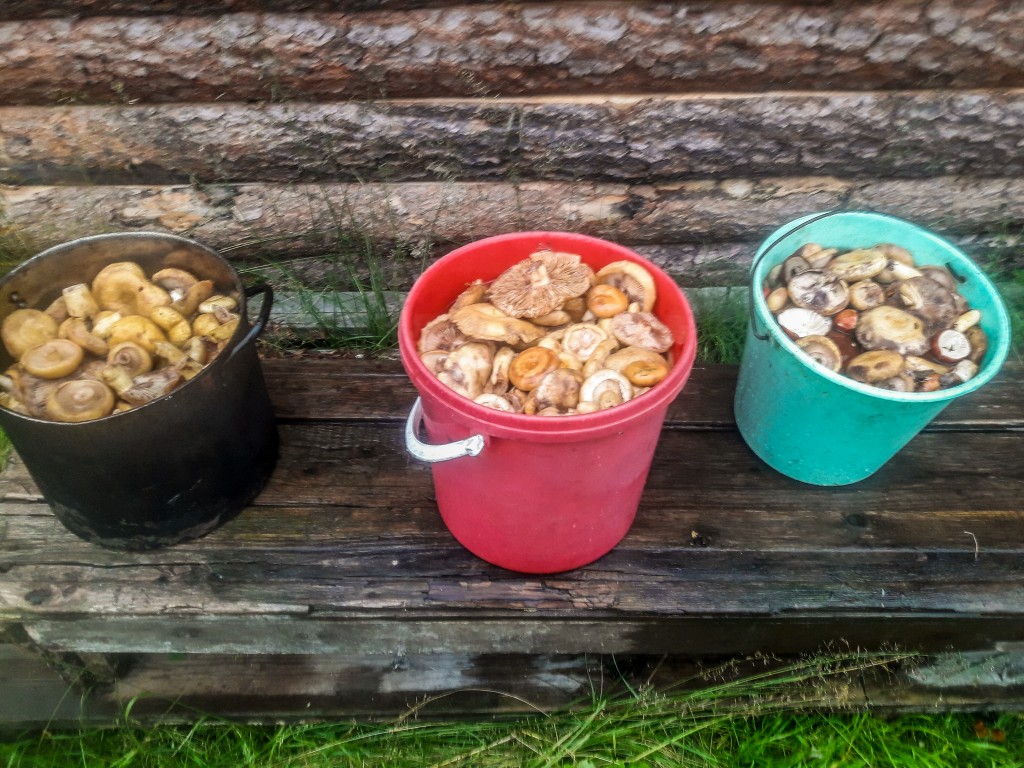 Grzyby zbierane przez rosjan