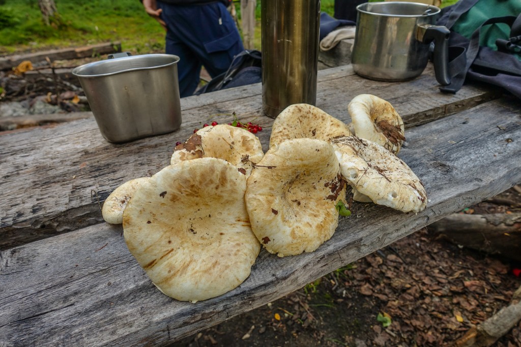 grzyby gołąbki smaczne Ural